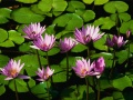 11Water lilies.jpg